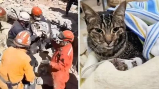Emoción en Villa Gesell: rescataron a la gata de Nahuel Stefanic, una de las víctimas por el derrumbe