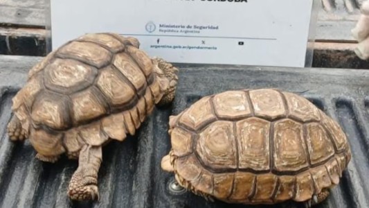 Un hombre llevaba tortugas desde Chaco hasta Río Cuarto y se las secuestraron para regresarlas a su hábitat