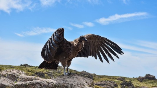 Liberaron un cóndor andino joven con rastreador