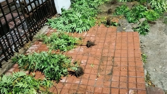 Discutió con su pareja y lo denunció por tener plantas de marihuana en su casa: los detuvieron a los dos