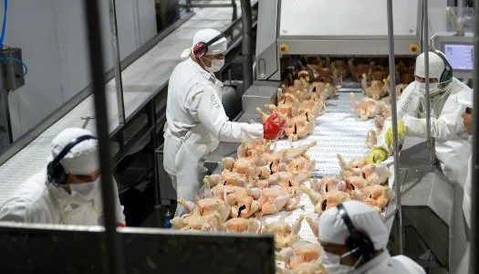 La principal avícola del país se declaró en crisis y busca reducir salarios o despedir 700 empleados
