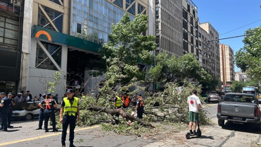 Desató un caos: un árbol cayó en pleno centro de Córdoba y aplastó a un motociclista y a un auto