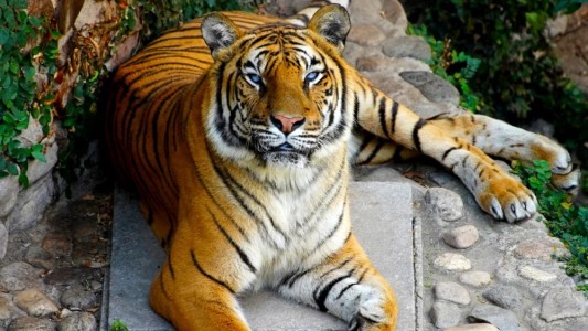 Murió Brisa, la tigresa de bengala más longeva del Parque de la Biodiversidad de Córdoba