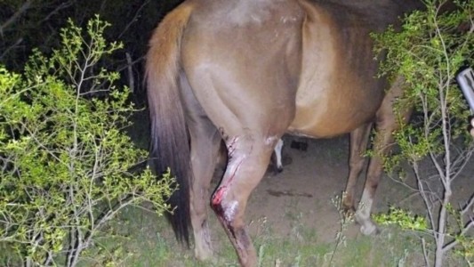 Un motociclista alcoholizado chocó contra un caballo y está en estado crítico
