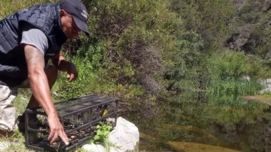 Liberaron más de 100 animales rescatados en Punilla y Cruz del Eje