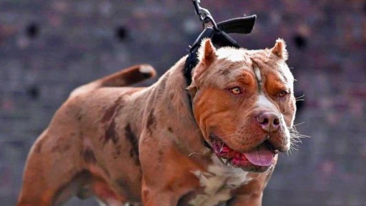 Se descompensó, murió en la calle y su pitbull atacó a quienes intentaban asistirlo