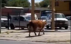 Una vaca se escapó de un camión que la llevaba al matadero y caminó varias cuadras por las calles de Temperley