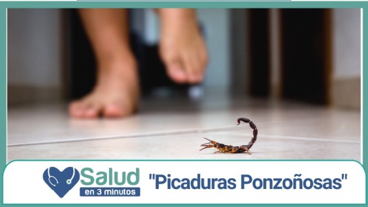 PICADURAS PONZOÑOSAS: ¿Cómo debemos actuar?