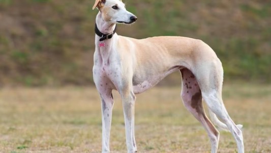 Condenaron a dos hombres y los someterán a tratamiento psicológico por matar a un perro