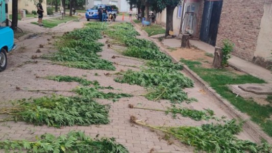 Una denuncia por maltrato animal destapó una plantación de marihuana en Monte Buey