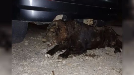 Crueldad animal en Bariloche: torturaron y enterraron viva a una perra perdida