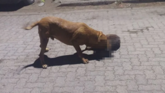 Denuncian que un pitbull mató 9 mascotas y mordió a 3 vecinos