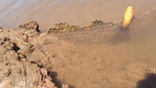Increíble hallazgo: Un joven encontró restos fósiles en el río