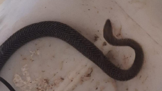 Capturan serpiente en barrio Güemes de Córdoba