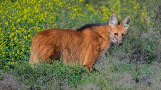 Un aguará guazú murió atropellado en la zona de Ansenuza
