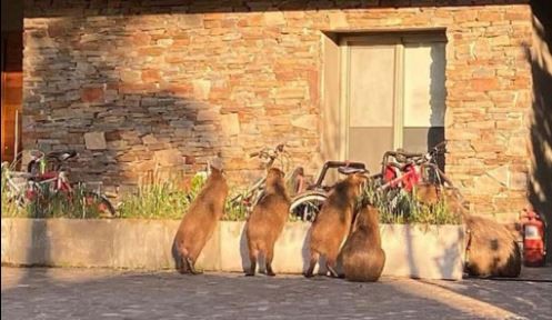 Buscan esterilizar carpinchos para controlar su población en Nordelta