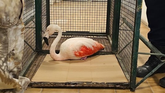 Rescataron un flamenco rosado cerca del Aeropuerto de Córdoba