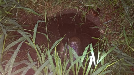 Rescataron a un perro que cayó a un pozo negro tras el diluvio