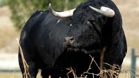 Un toro atacó ferozmente a un trabajador y le fracturó tres costillas
