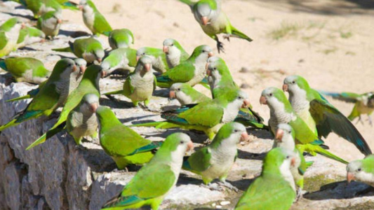 Aumento de loras en Córdoba genera inquietud entre los vecinos