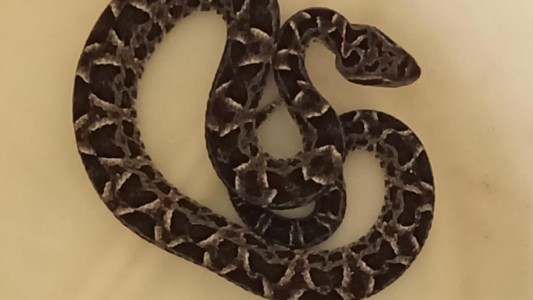 Capturaron una serpiente en el interior de una vivienda