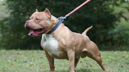 Otro ataque de un pitbull en Córdoba: ya son tres casos en una semana