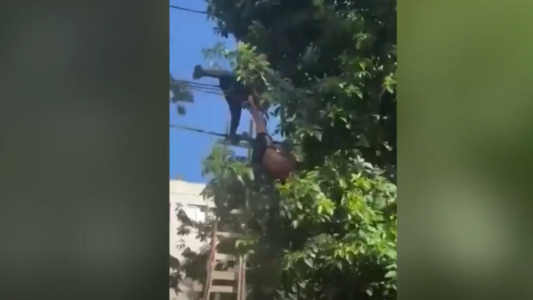Rescataron a un joven que quedó colgado de cables cuando intentaba bajar paltas de un árbol en la vía pública