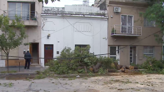 Destrozos por la tormenta: fuertes vientos tumbaron árboles y postes en la ciudad