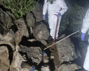 Hallan sin vida a un hombre que intentaba extraer un enjambre de abejas