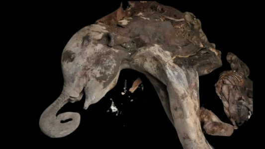 Científicos realizan una necropsia a Yana, una cría de mamut de 130.000 años de antigüedad