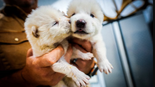 Científicos dan vida a lobo gigante con genes de una especie extinta