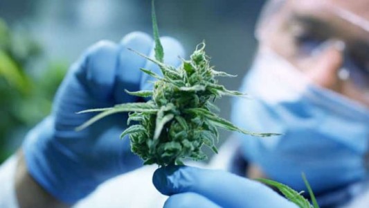 Avance argentino: emplean cannabis para prevenir el dolor por quimioterapia