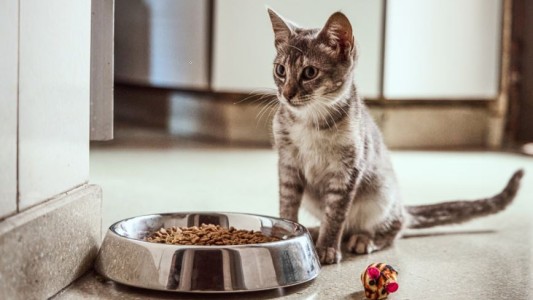 Primera licencia laboral para los empleados que decidan adoptar una mascota