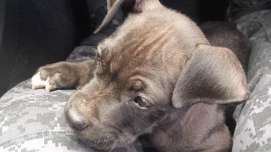 Un delincuente robó dos cachorros pitbull y quedó detenido