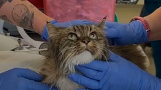 Una pareja cayó más de 100 metros en un cañón de EEUU: su gata fue la única sobreviviente