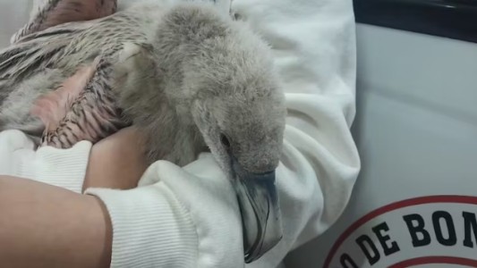 Oliva: hallaron una cría de flamenco al costado de la ruta