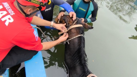 Video: rescataron a un caballo que cayó a una pileta en Cura Brochero
