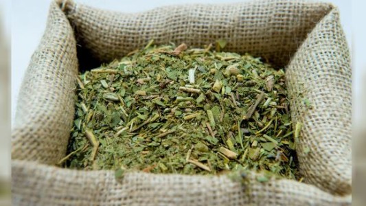 La cosecha de yerba mate cayó más del 30% en el primer trimestre del año