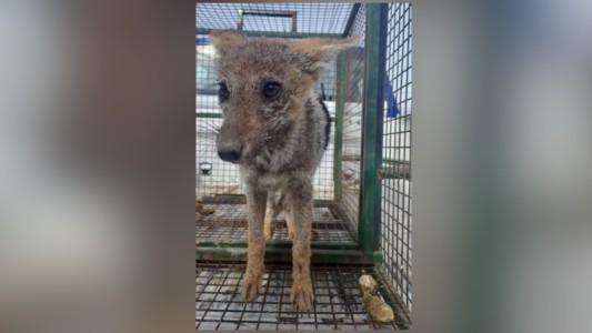 Rescataron a un zorro que cayó a un pozo