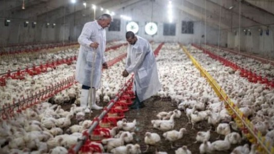 Brasil instala barreras sanitarias por un brote de gripe aviar que frena las exportaciones