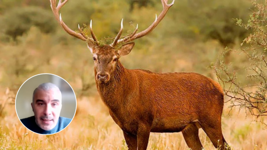 Polémica en Córdoba: especialistas advierten sobre la habilitación para cazar jabalíes y ciervos