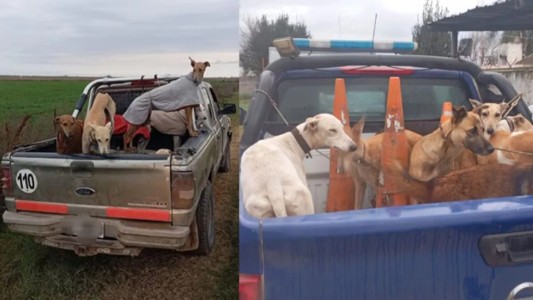 Demoraron a 11 personas por cazar ilegalmente en Córdoba: la Policía secuestró un arma y 16 perros