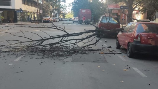 Una rama de gran tamaño cayó sobre un auto en Nueva Córdoba
