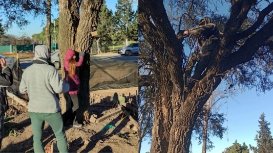 Ambientalistas tomaron el quebracho de Villa Allende: una mujer se encadenó y otro trepó a la copa