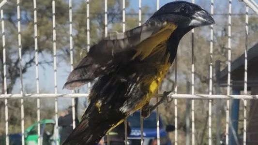 La Policía Ambiental rescató más de 20 aves silvestres en cautiverio
