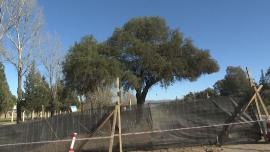 Suspendieron los trabajos de traslado del quebracho blanco en Villa Allende