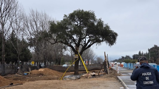 Se frenó la remoción del histórico quebracho en la avenida Luchesse