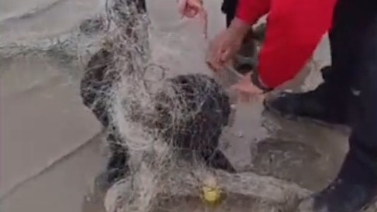 Héroes: bomberos cordobeses liberaron a un cachorro de lobo marino atrapado en una red