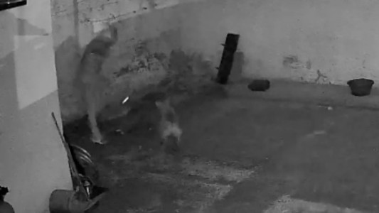 Robo frustrado: intentó entrar a una casa y fue sorprendido por las perras