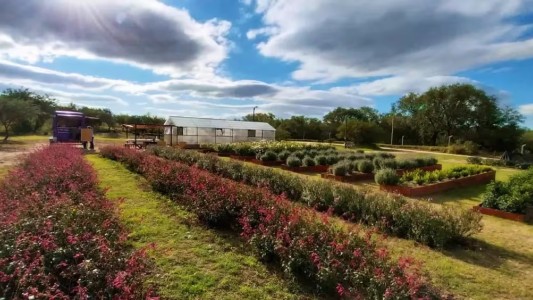 Los tulipanes que tienen maravillados a todos en Córdoba: de qué se trata